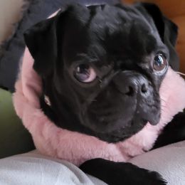 Pugs from Dawn Brown's Pugs