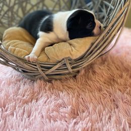 Boston Terrier Puppies from Angie's Little Bostons