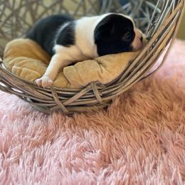 Boston Terrier Puppies from Angie's Little Bostons