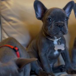 Bentley - Blue male French Bulldog puppy in Waitts Lake, Washington from Best Friend standard Frenchies