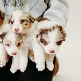Australian Shepherd and Poodle Puppies from All Hale Aussies
