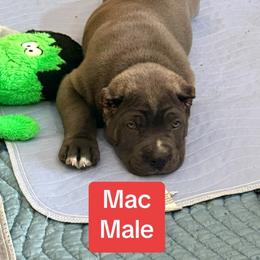 Mac - Gray male Cane Corso puppy in Waxahachie, Texas from A&M Kennels