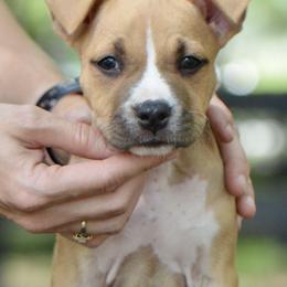 BBQ - Red male American Staffordshire Terrier puppy in St. Augustine, Florida from LBK & Ancient City