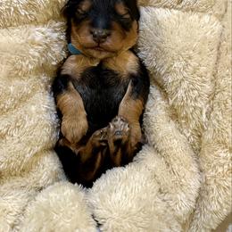 Chase - Black and gold male Yorkipoo puppy in New Britain, Connecticut from Goldendoodles Stars LLC