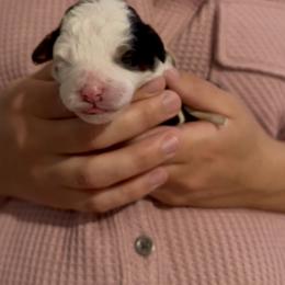 Maggie - Tri-color female Bernedoodle puppy in Auburndale, Florida from Florida Mini Bernedoodles