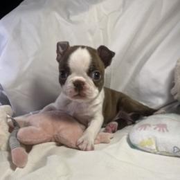 Girl 1 - female Boston Terrier puppy in Westville, Florida from Classic Boston Terriers