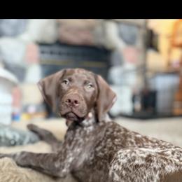 Georgia - German Shorthaired Pointer