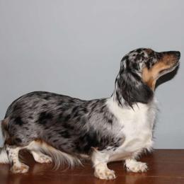 Violet - Dachshund