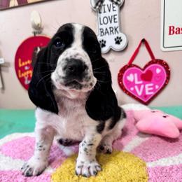 Patty - Black and white female Basset Hound puppy in Pilot Mtn, North Carolina from Lowdown Love Basset Hounds