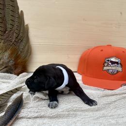 White - Black female German Shorthaired Pointer puppy in Roodhouse, Illinois from Hurricane Creek Gun Dogs