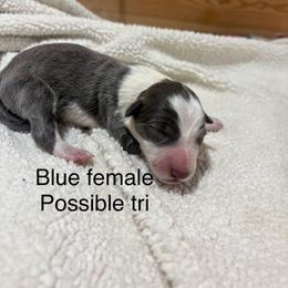 Mallory - Blue female Border Collie puppy in Chattanooga, Tennessee from Ross Vegas Kennels