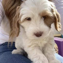 Australian Labradoodles from Virgin River Doodles