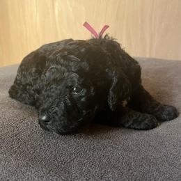 Ginger - Black and white female Aussiedoodle puppy in Clarkston, Washington from Doodle & Poodle Palace