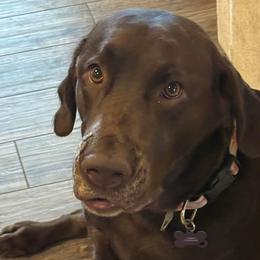 Xena - Labrador Retriever