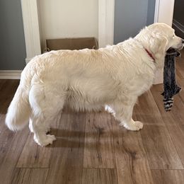 Bella - Golden Retriever