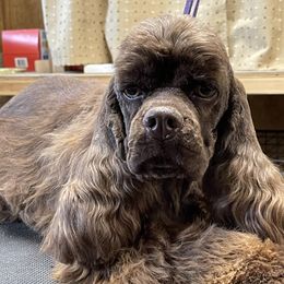 Sarge - Cocker Spaniel