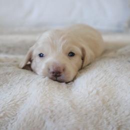 Green collar - Cream male Dachshund puppy in Mc Donough, Georgia from Hot Diggity Doxies