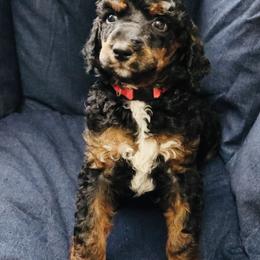 Churro - Poodle puppy in Grant County, Indiana from Massey Creek Kennels