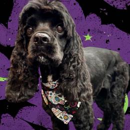 Olive - Black and white female Cocker Spaniel puppy in Hickory, North Carolina from Homegrown Spaniels