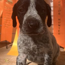 Girl 2 - German Shorthaired Pointer puppy in Buckner, Missouri from Bourbon Creek Kennels