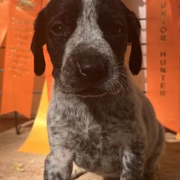 Girl 2 - German Shorthaired Pointer puppy in Buckner, Missouri from Bourbon Creek Kennels