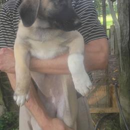 Girl 3 - Fawn female Kangal puppy in Indian Trail, North Carolina from Carolina Kangals