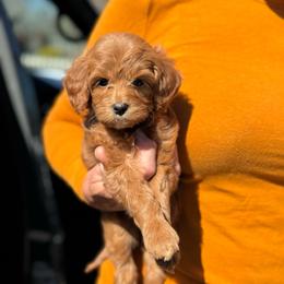 Glow - Red  female Goldendoodle puppy in Wharton, Texas from Little Fur Friends