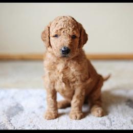 Pumpkin-  Pink collar - Red  female Goldendoodle puppy in Puyallup, Washington from Dawnie’s Doodles