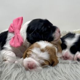 Cavapoos, Goldendoodles, and Poodles from Montana’s Best Doodles