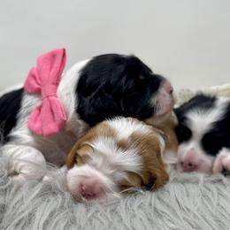 Cavapoos, Goldendoodles, and Poodles from Montana’s Best Doodles