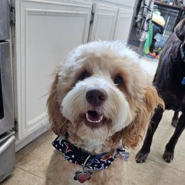 Goldendoodle All Grown Up from SS Goldendoodles