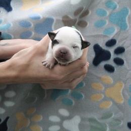 Canyon - Green - Blue male Australian Cattle Dog puppy in Colbert, Oklahoma from LoveAHeeler