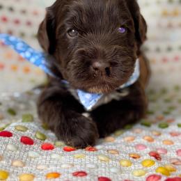 Mister Light Blue - Chocolate male Australian Labradoodle puppy in Wake Forest, North Carolina from Lucky Country Labradoodles