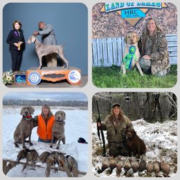 Chesapeake Bay Retriever and Weimaraner All Grown Up from Ball Bluff Kennel