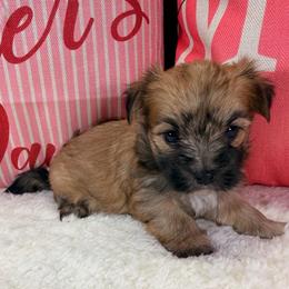 Magnolia - Tan female Morkie puppy in Stockbridge, Georgia from Jenn’s Georgia Morkies and Biewer Terriers