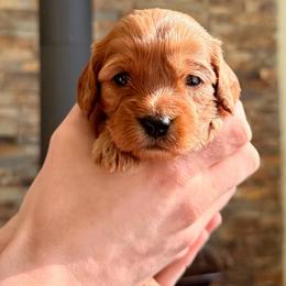 Gage - Red male Cavapoo puppy in Manorville, New York from Melissa's East End Cavaliers