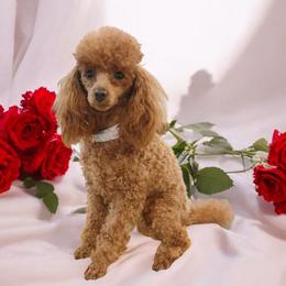 Amethyst - Poodle