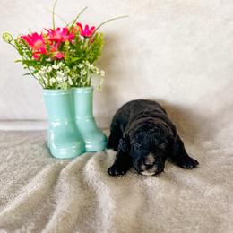 Flower - Black female Labradoodle puppy in Elizabeth City, North Carolina from Howdy Doodles