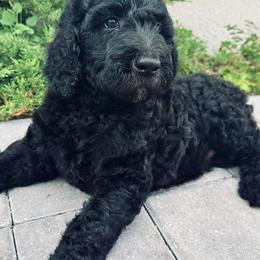 Poodle Puppies from GYCAM STANDARD POODLE