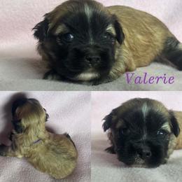 Valerie - Red gold female Lhasa Apso puppy in Cincinnati, Ohio from Shangri-La Lhasa Apsos