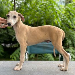 Cu Liath Hot Rod Lincoln - Blue brindle male Whippet puppy in Argyle, New York from Cu Liath Deerhounds & Whippets