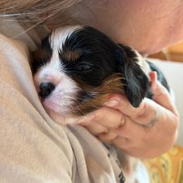 White - Tri-color female Cavalier King Charles Spaniel puppy in Mount Dora, Florida from Carroll’s Cavaliers