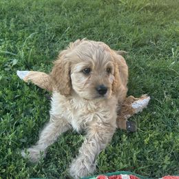 Apricot male - Apricot male Cavapoo puppy in Tempe, Arizona from Springerdoodles Plus AZ