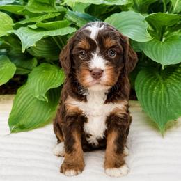 Twixie - Munchkin Bernedoodle - Tri-color female Bernedoodle puppy in Sharpsburg, Georgia from Steindoodles