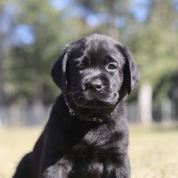 Flannel - Black male Labrador Retriever puppy in Williston, Florida from Royal K Labradors