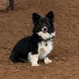Hadley - American Corgi