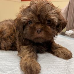 Biscuit - Liver male Shih Tzu puppy in Kodak, Tennessee from Cutshall Babies