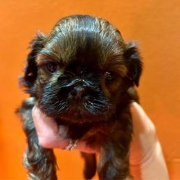 Rosetta - Red female Shih Tzu puppy in Nekoosa, Wisconsin from Brox Acres House of Fur LLC