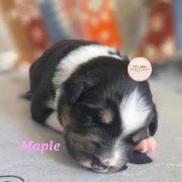 Maple - Black tri-color female Australian Shepherd puppy in Russellville, Kentucky from Page Family Homestead