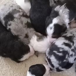 Bernedoodles from Katelyn Aubin